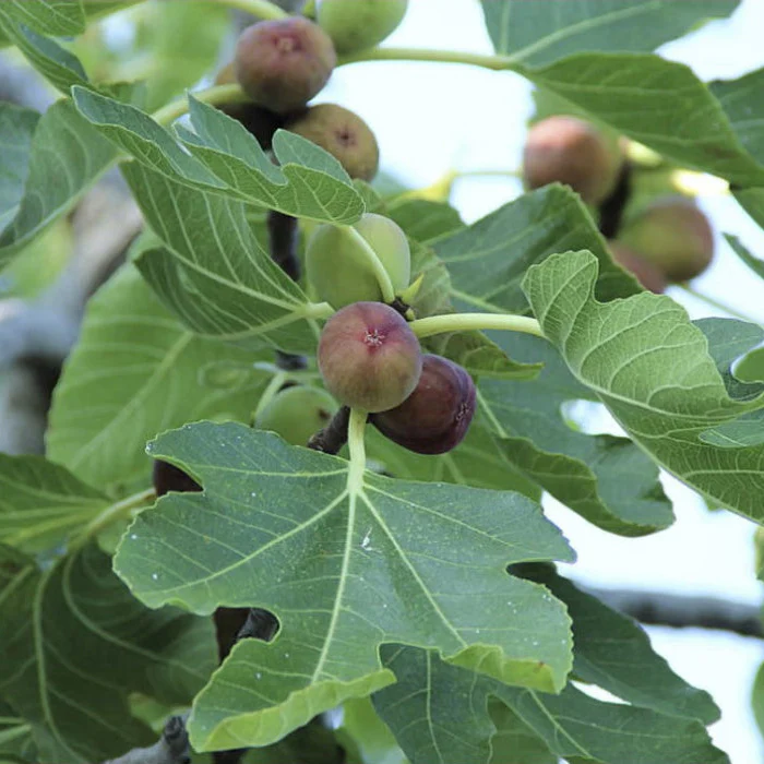 FIG TREE