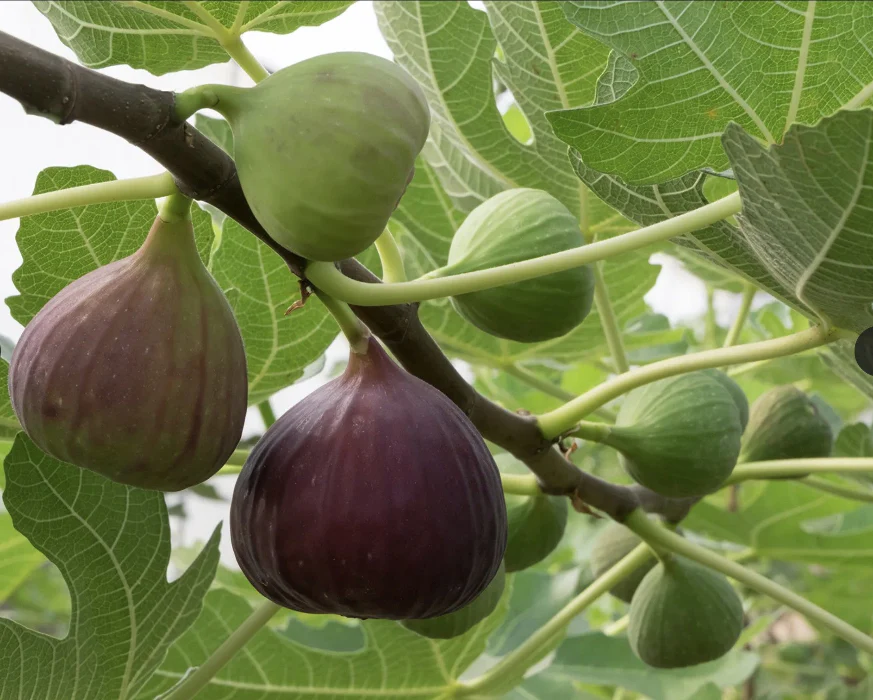 FIG TREE - Image 2