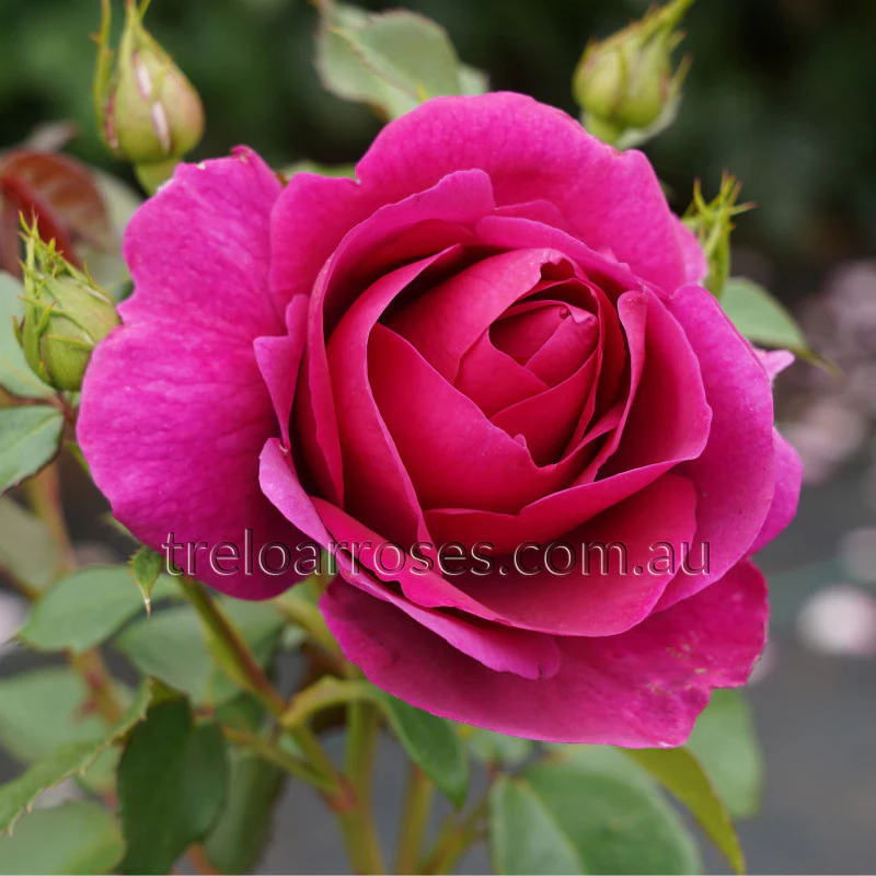 PRE ORDER - FUR ELISE - Bare Rooted