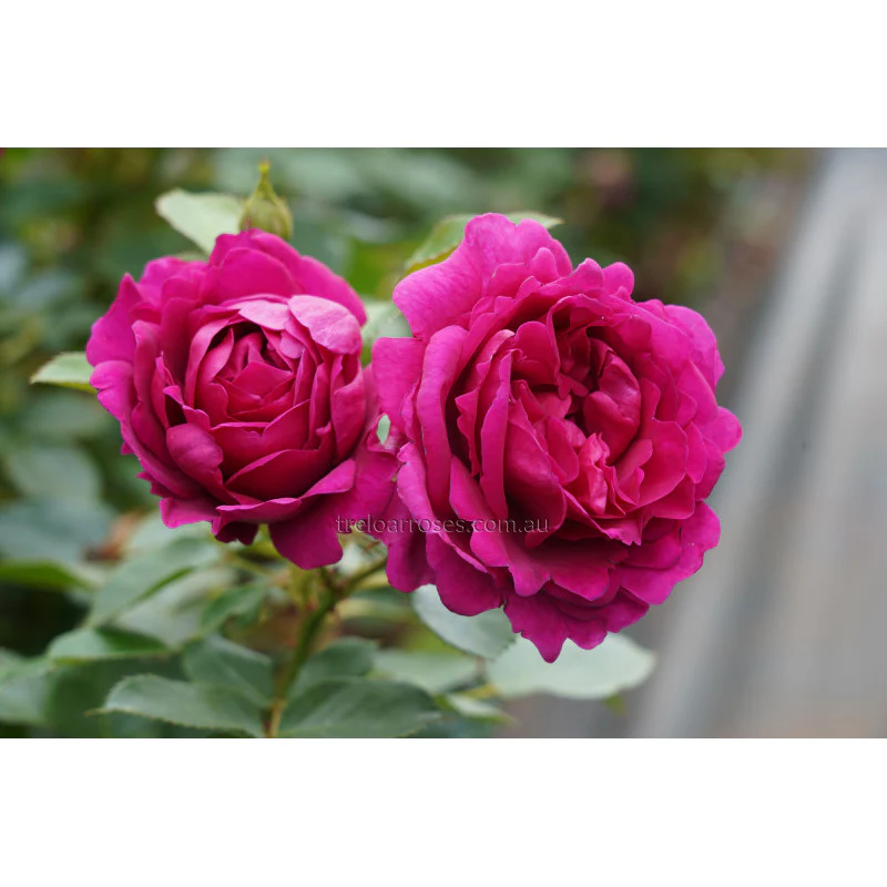 PRE ORDER - FUR ELISE - Bare Rooted - Image 2