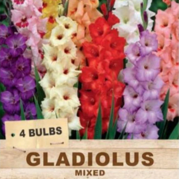 GLADIOLI BULB MIXED PACK OF 4