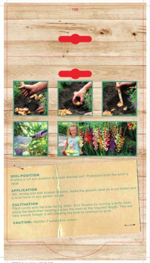 GLADIOLI BULB MIXED PACK OF 4 - Image 2