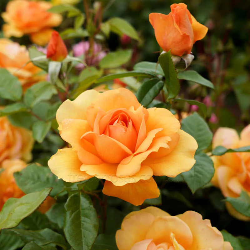 PRE ORDER - GOLDEN BEAUTY - Bare Rooted