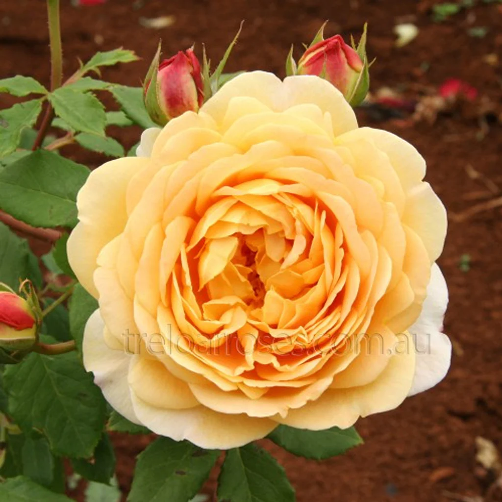 PRE ORDER - GOLDEN CELEBRATION DA - Bare Rooted