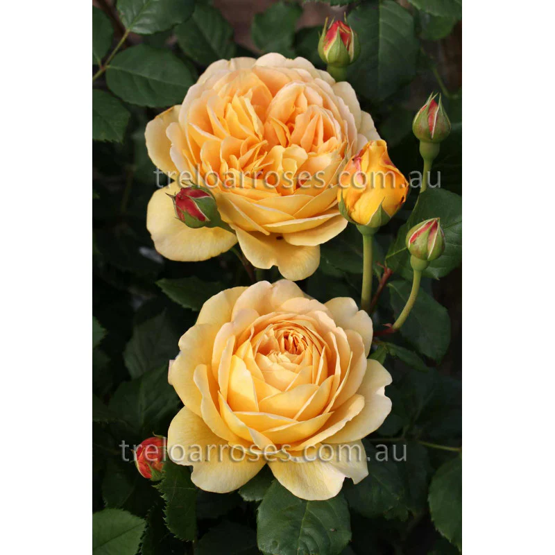 PRE ORDER - GOLDEN CELEBRATION DA - Bare Rooted - Image 3