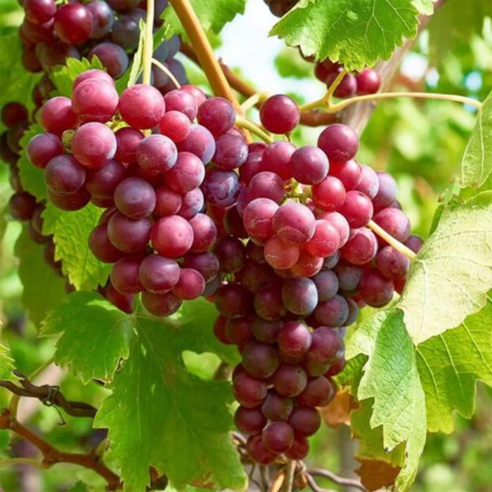 RED SEEDLESS GRAPE