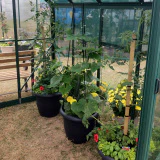 GREENHOUSE 8X12 GLASS - Image 8