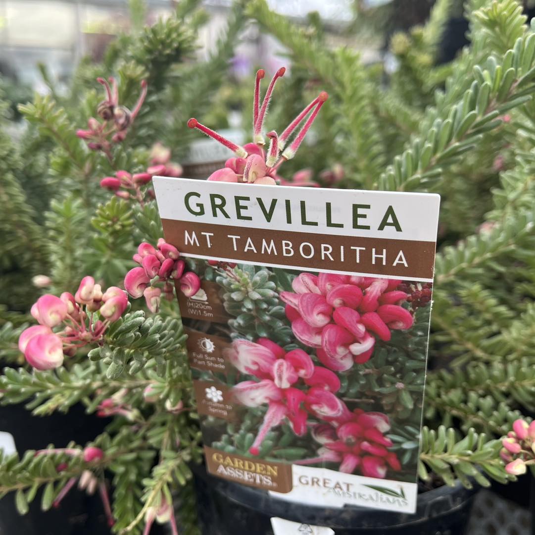 GREVILLEA Mt TAMBORITHA - Image 2