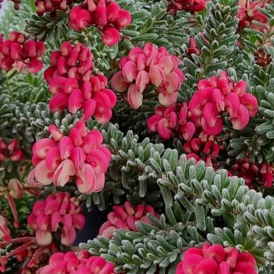 GREVILLEA Mt TAMBORITHA - Image 3