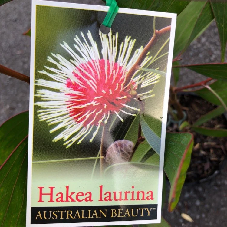 HAKEA LAURINA - Image 2