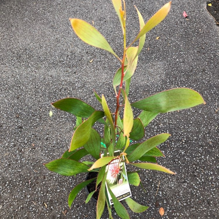 HAKEA LAURINA - Image 3