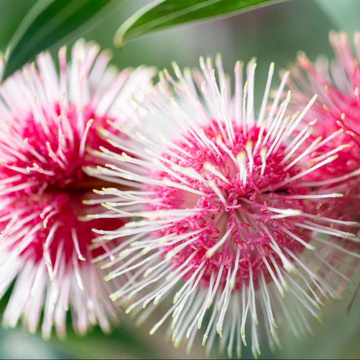 HAKEA STOCKDALE SENSATION