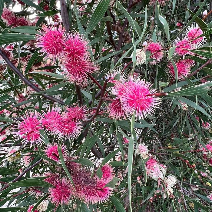 HAKEA STOCKDALE SENSATION - Image 2