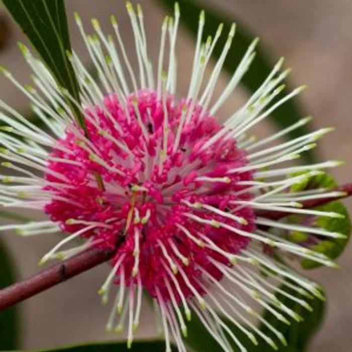 HAKEA STOCKDALE SENSATION - Image 3