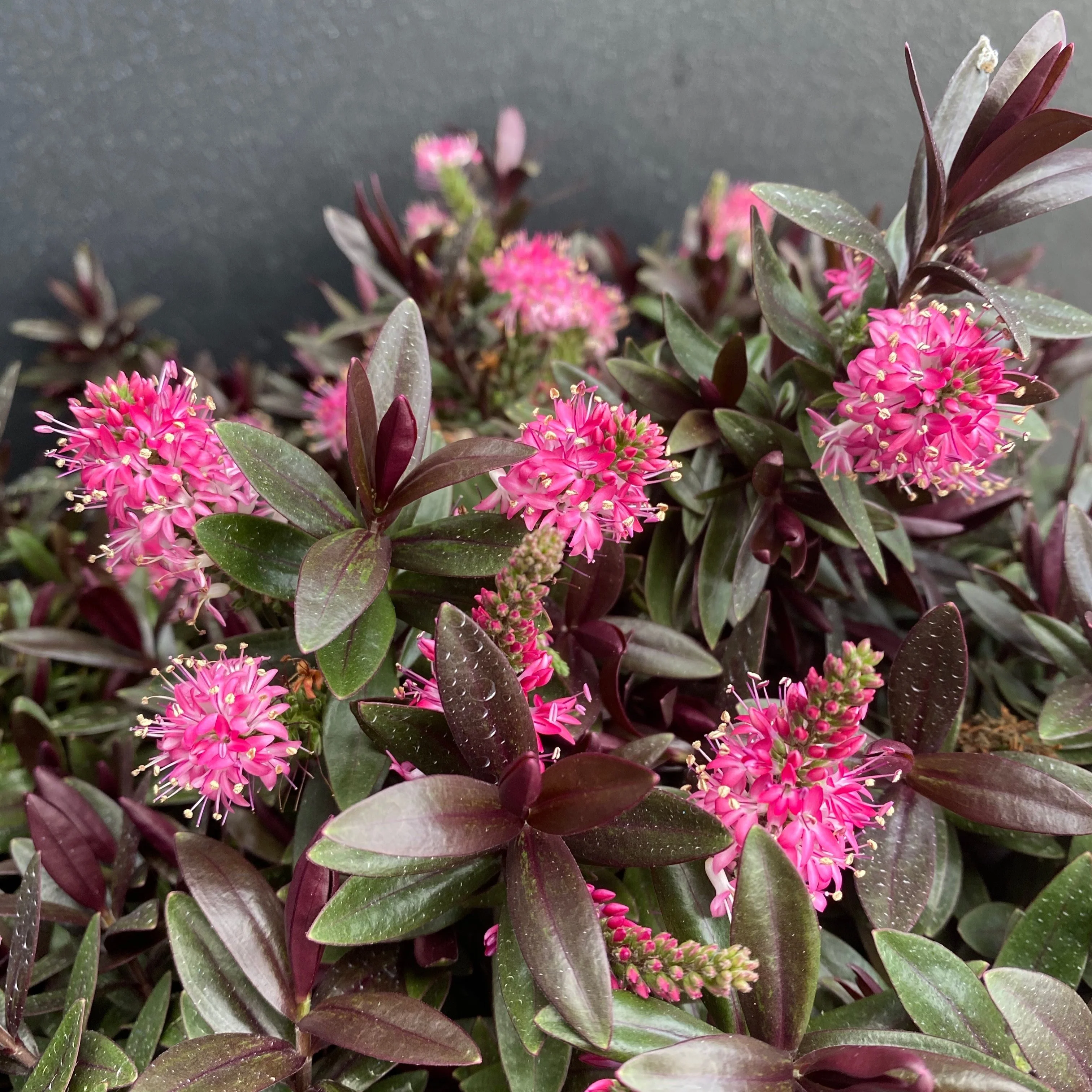HEBE STRAWBERRY / RASPBERRY TRUFFLE 140MM
