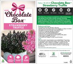 HEBE STRAWBERRY / RASPBERRY TRUFFLE 140MM - Image 3