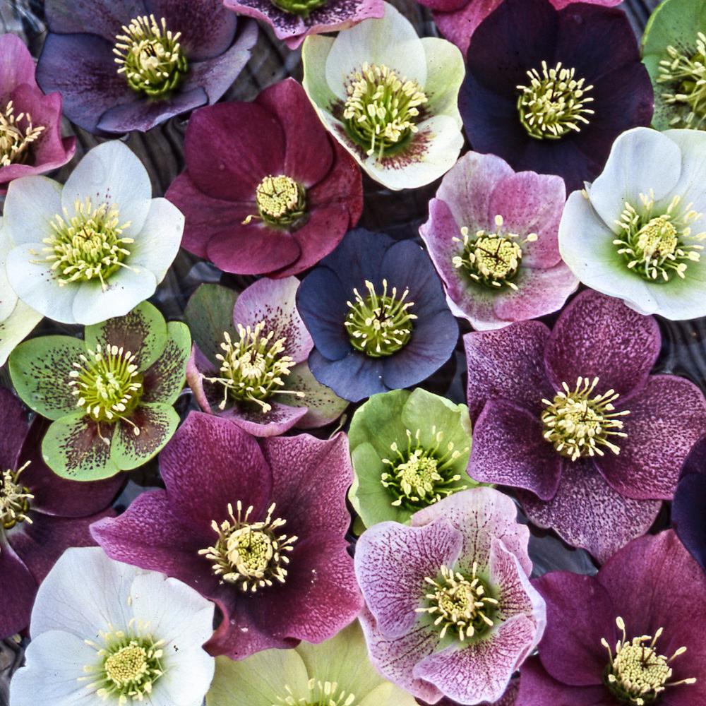 HELLEBORE WINTER ELEGANCE - SINGLE VARIETIES