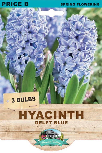 HYACINTH DELFT BLUE 3PK - Image 3