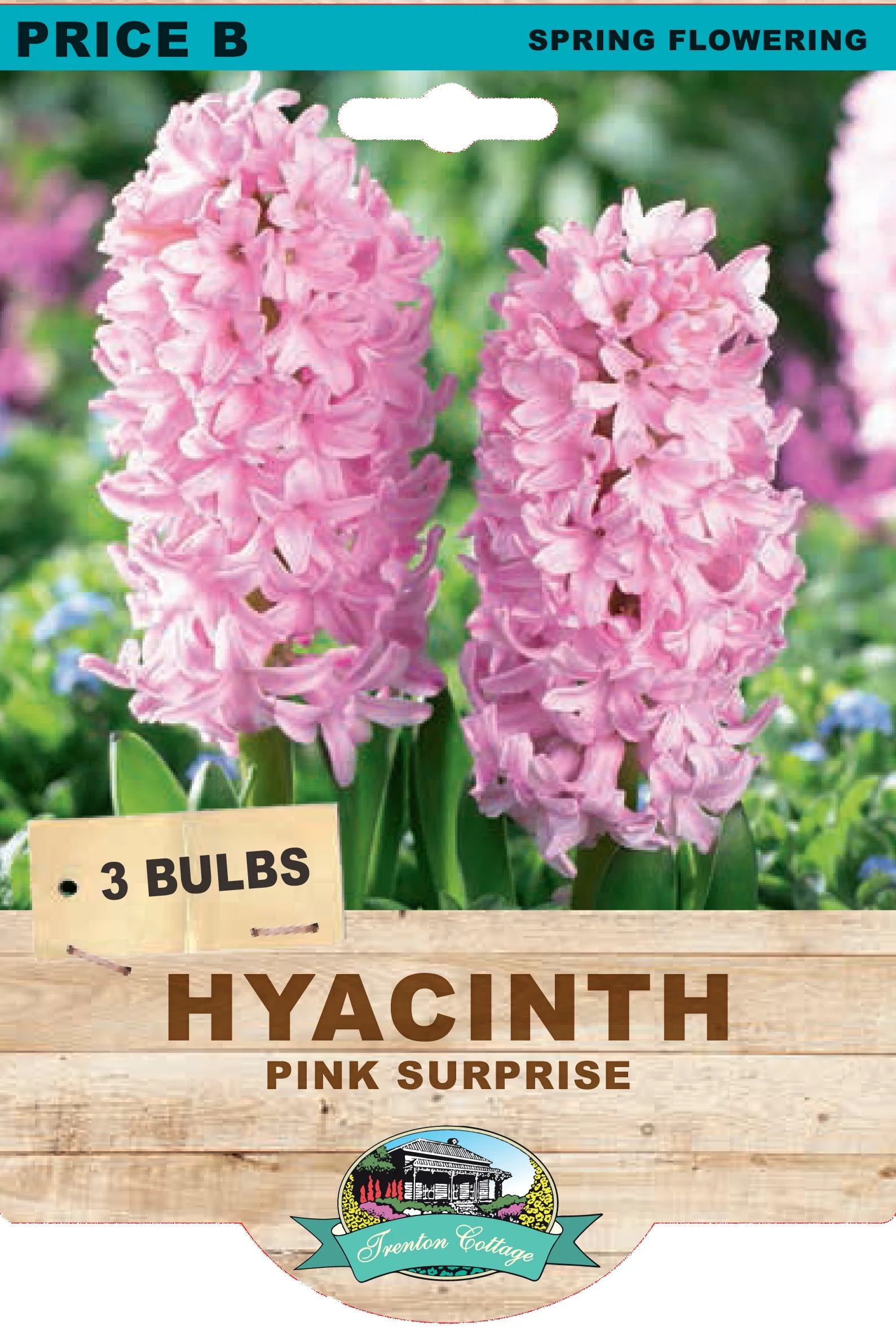 HYACINTH PINK SURPRISE 3PK