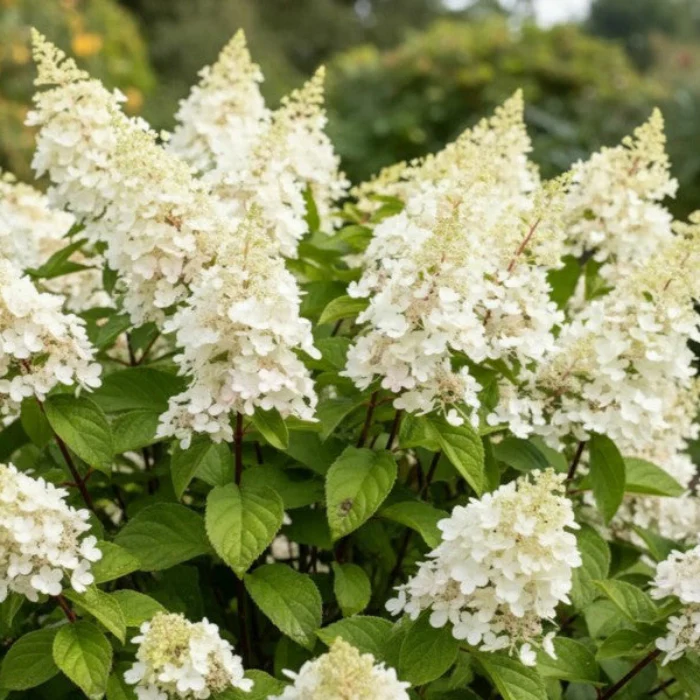 HYDRANGEA KYUSHU