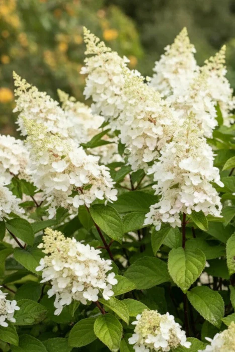HYDRANGEA KYUSHU - Image 2