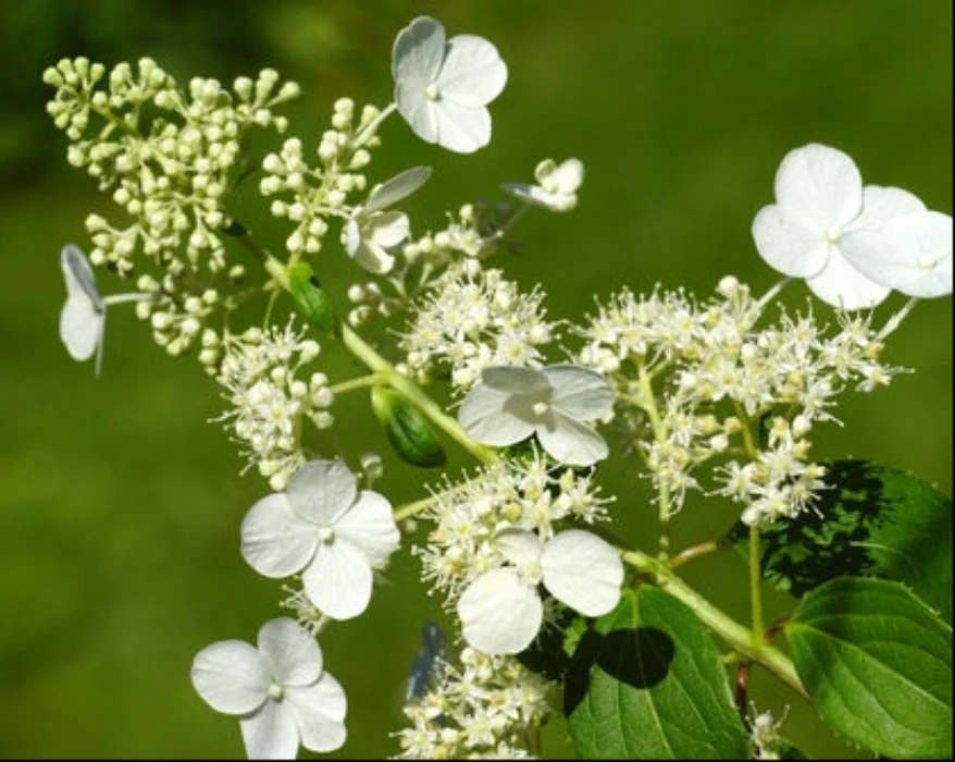 HYDRANGEA KYUSHU - Image 3