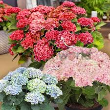 HYDRANGEA MAGICAL REVOLUTION - Image 2