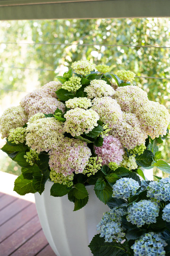 HYDRANGEA MAGICAL REVOLUTION - Image 3