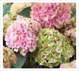 HYDRANGEA MAGICAL REVOLUTION - Image 4