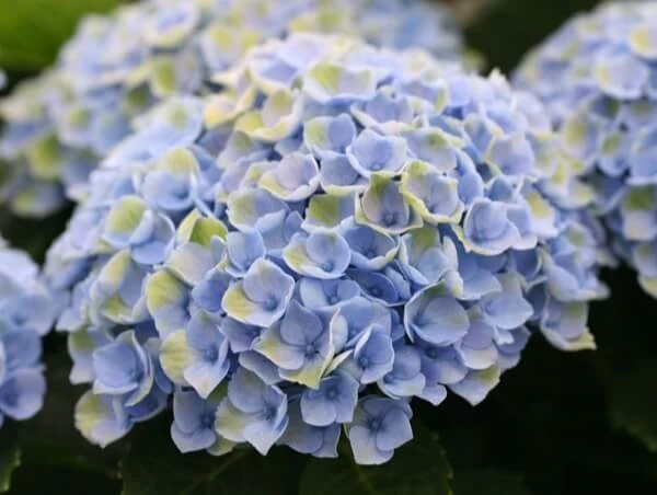 HYDRANGEA MAGICAL REVOLUTION - Image 5