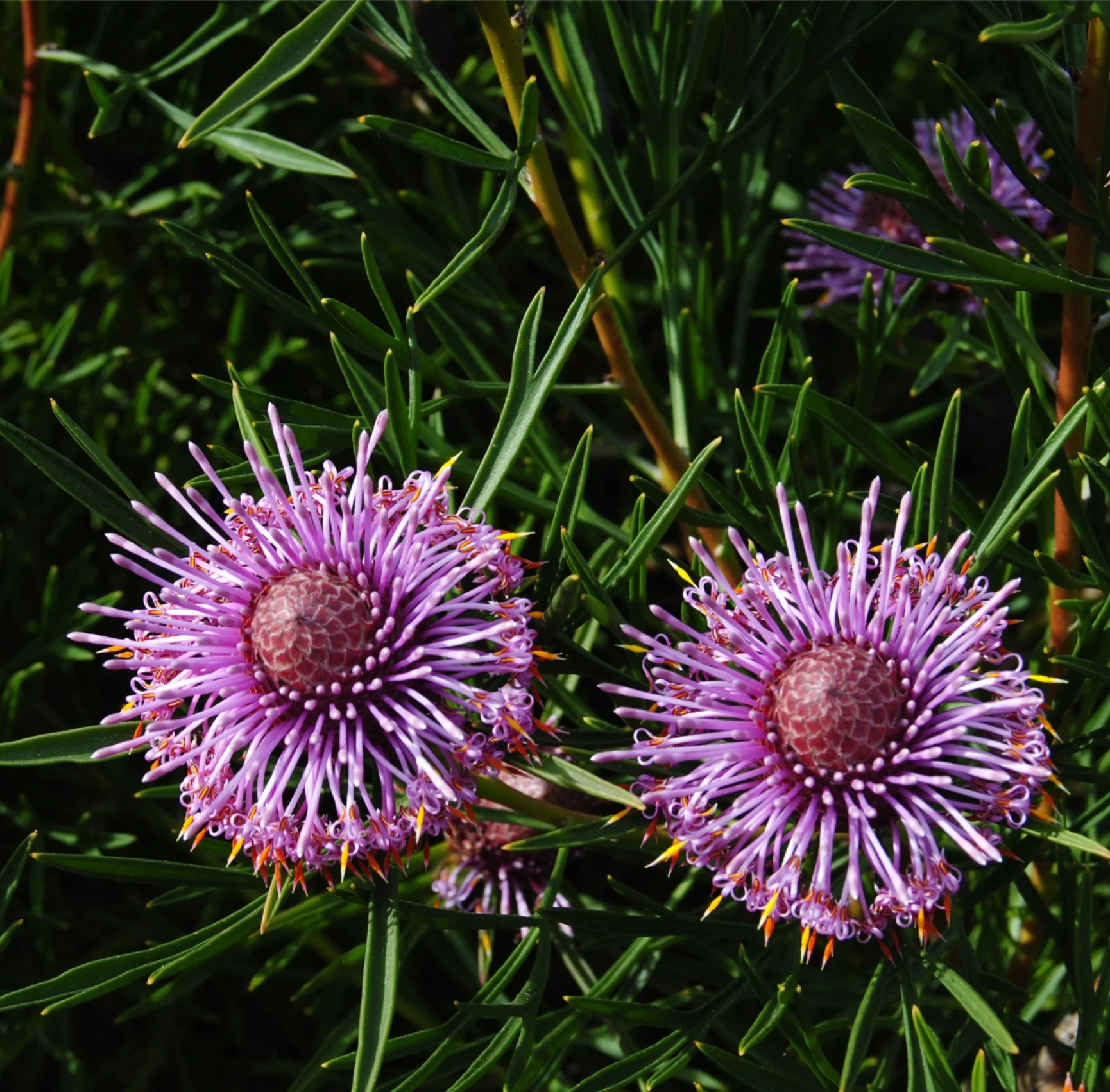 ISOPOGON CANDY CONES - Image 2