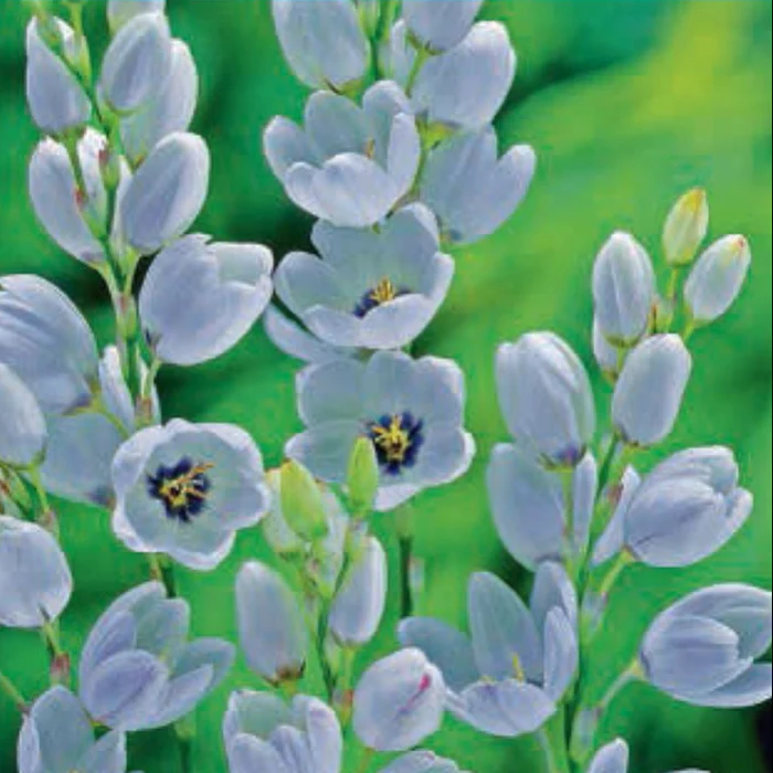 IXIA ELVIRA 2PK