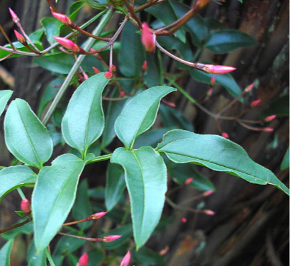 JASMINE POLYANTHUM - Image 2
