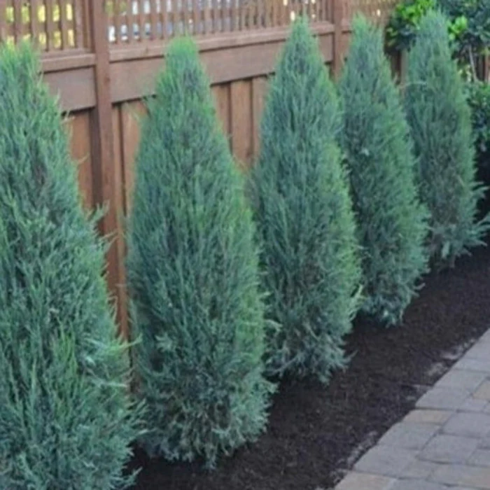 JUNIPERUS BLUE ARROW 140MM