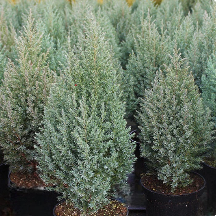 JUNIPERUS PYRAMIDALIS 200MM