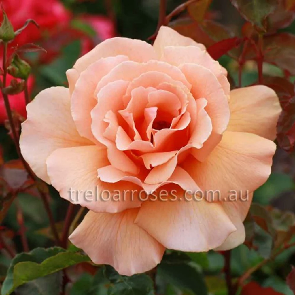 PRE ORDER - JUST JOEY - Bare Rooted - Image 3