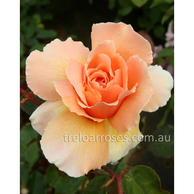 PRE ORDER - JUST JOEY - Bare Rooted - Image 5