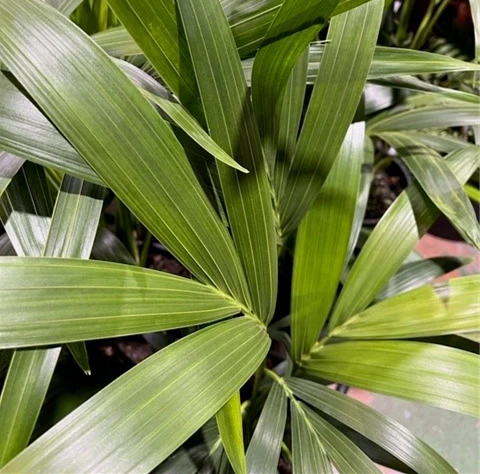 KENTIA PALM 140MM
