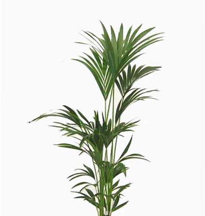 KENTIA PALM 140MM - Image 3