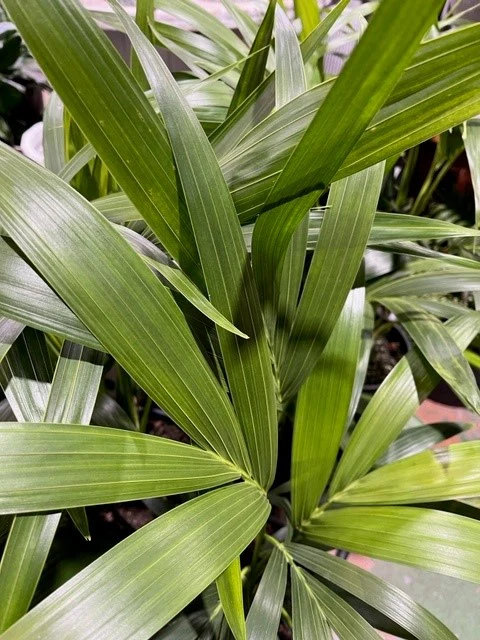 KENTIA PALM 200MM - Image 3