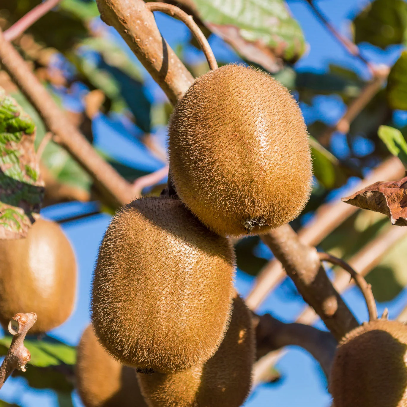 KIWI FRUIT FEMALE 2LT / 140MM