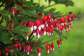 LAMPROCAPNOS BLEEDING HEART 140MM - Image 2