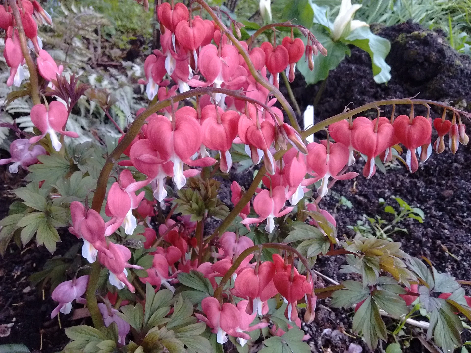 LAMPROCAPNOS BLEEDING HEART 140MM - Image 4