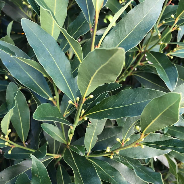 BAY TREE - LAURUS BABY BAY