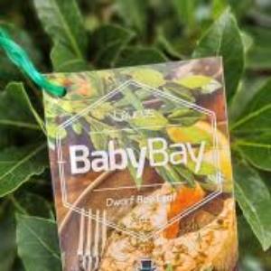 LAURUS BABY BAY 200MM - Image 3