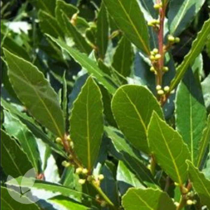 'MILES CHOICE' BAY TREE