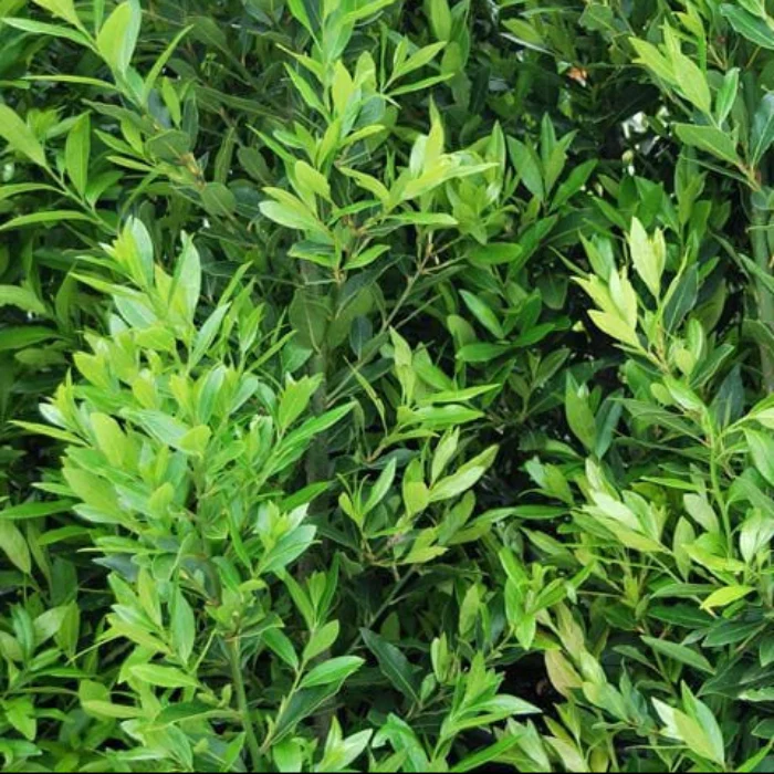 'MILES CHOICE' BAY TREE - Image 2