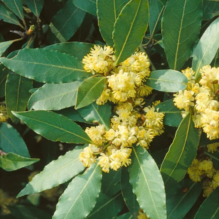 'MILES CHOICE' BAY TREE - Image 3