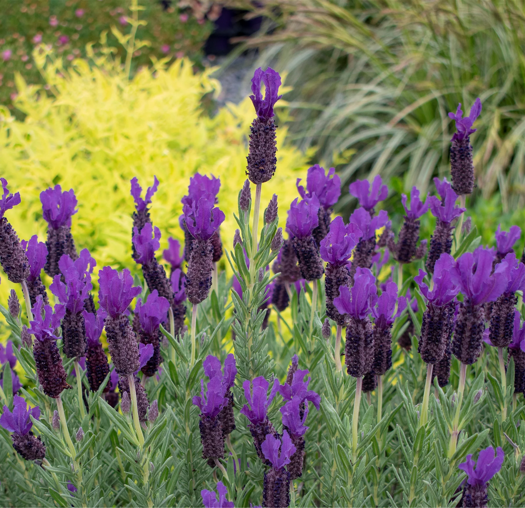 LAVENDER PURPLE REIGN - Image 3