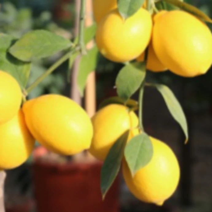 LEMON MEYER 165MM